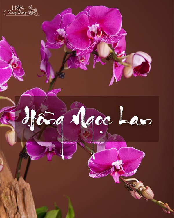 Celestine Orchid — Hoa Lang Thang