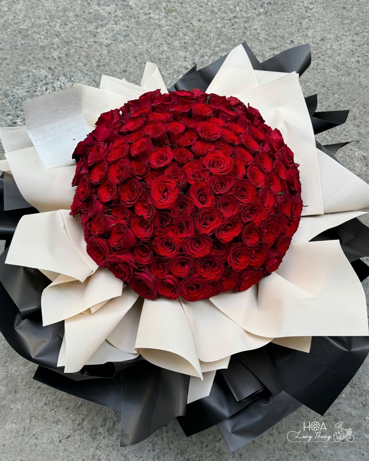 Crimson Reverie - Hoa Hồng Ecuador Explorer Màu Hồng Đậm – Vẻ Đẹp Quyến Rũ Từ Xứ Sở Hoa Hồng | Hoa Lang Thang